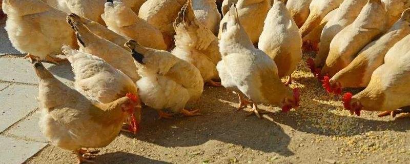 杏花鸡养殖技术，定期消毒相关器具和鸡舍