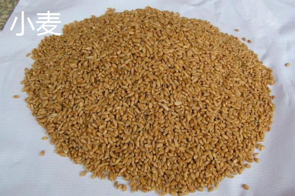 青稞和小麦的区别