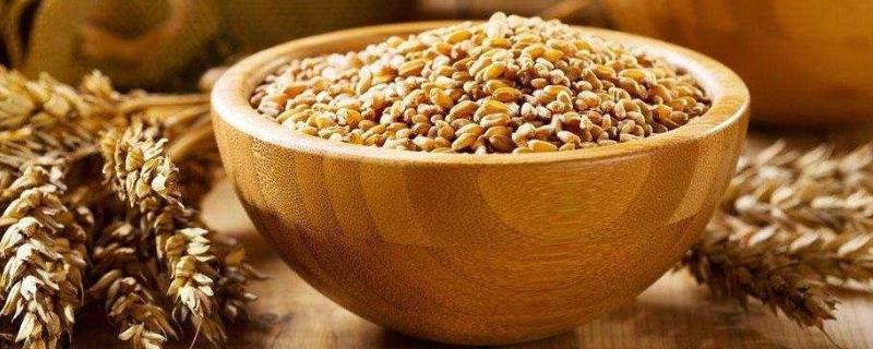 青稞和小麦的区别，青稞β-葡聚糖含量是小麦的50倍