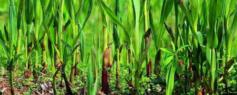 芦笋种植环境要求，适合在四季分明、气候温暖的地区种植