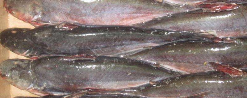 巴沙鱼和龙利鱼的区别，产地、外观和产量均有区别