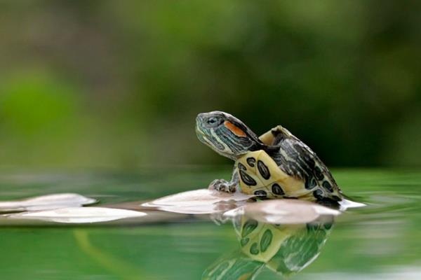 巴西龟怎么养