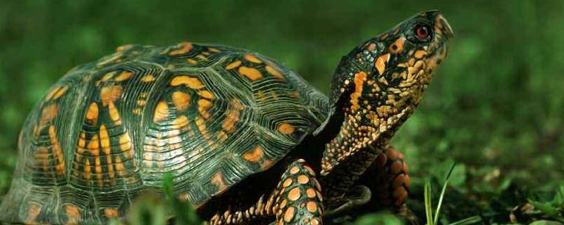 巴西龟冬眠的时候怎么养，不同的冬眠方法需要注意的事项不同