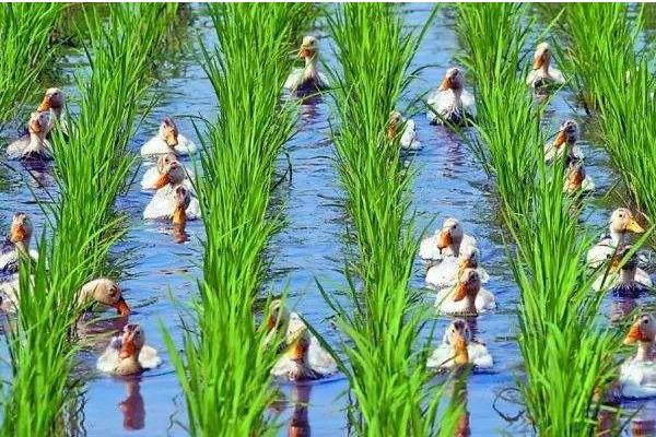 稻田养鸭技术