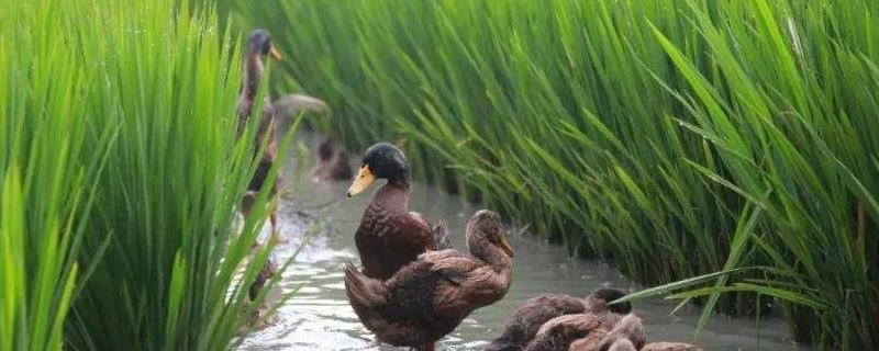 稻田养鸭技术，注意公鸭和母鸭的喂养比例