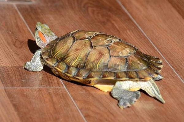 巴西龟冬眠的时候怎么养