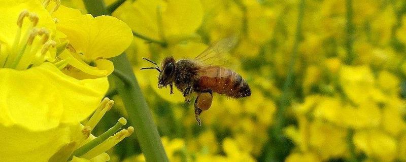 中华蜂养殖技术，合理消毒、调节温度、防治病害
