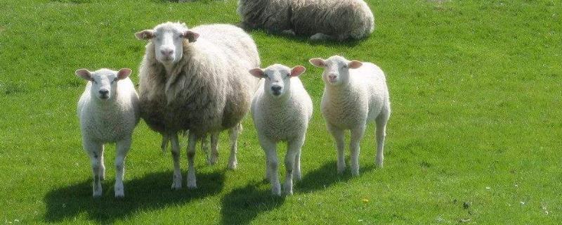 母羊催奶方法，分别介绍科学方法、民间方法和中药饲喂法