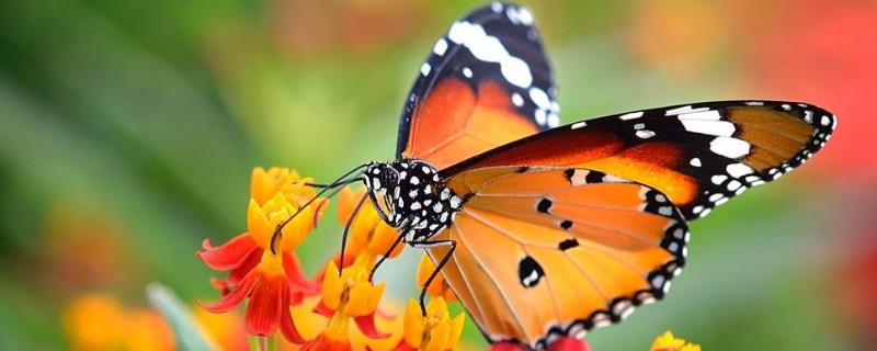 蝴蝶是益虫还是害虫，它吃什么？