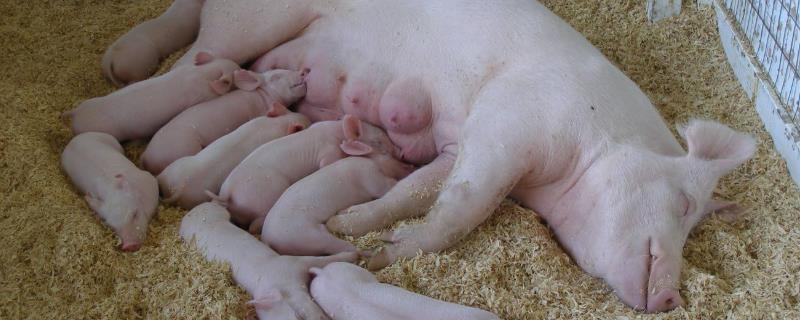 母猪多胎高产的方法，首先需选择优质种猪