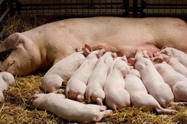 母猪多胎高产的方法