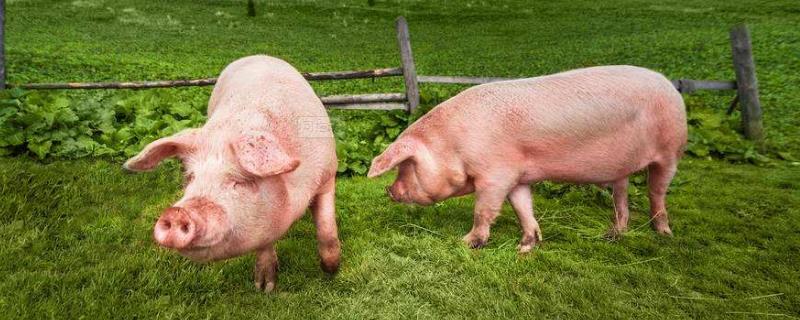 野猪养殖成本利润分析