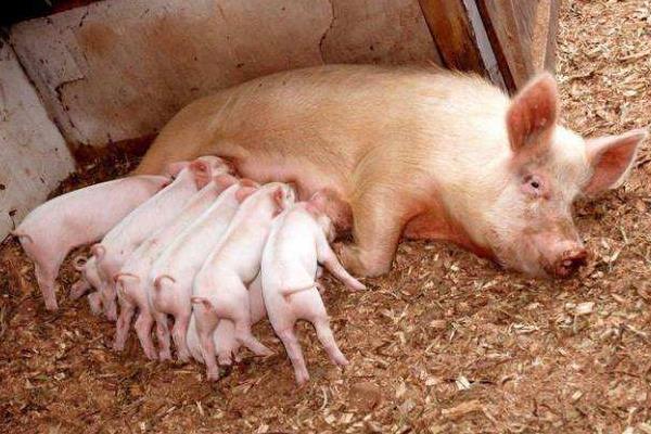母猪多胎高产的方法