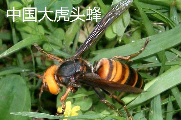 虎头蜂的种类有几种