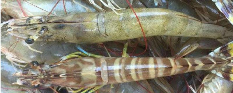 斑节对虾养殖技术，放养前需全面消毒