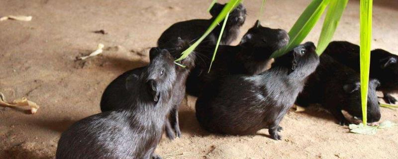 黑豚养殖注意事项，夏季及时通风，冬季及时保暖