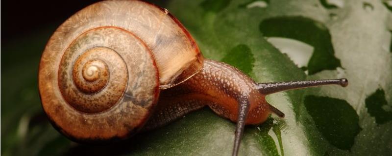 蜗牛的生活习性，附事物特性和生殖特性
