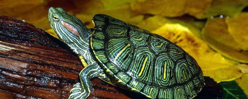 巴西龟吃什么食物，吃什么长得快