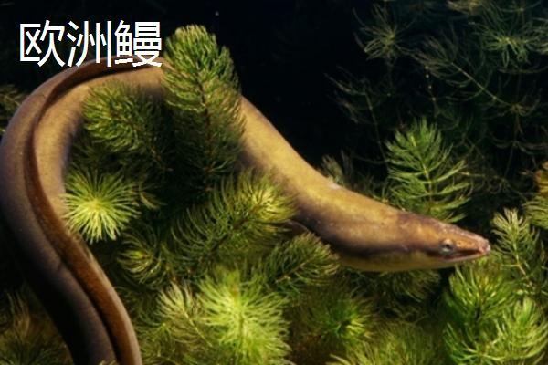 鳗鱼种类及区别