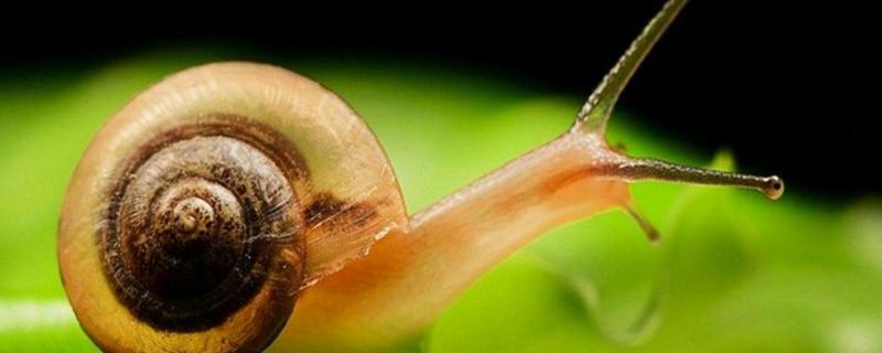 蜗牛吃什么食物，它的天敌是什么