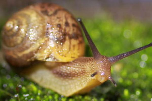 蜗牛吃什么食物