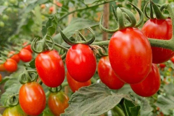 番茄缺钙症状和补钙措施