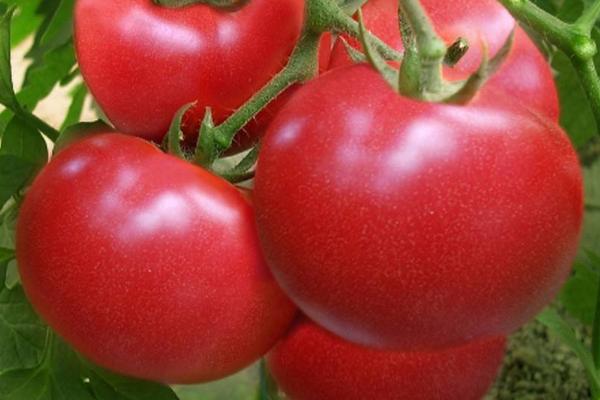 番茄缺钙症状和补钙措施