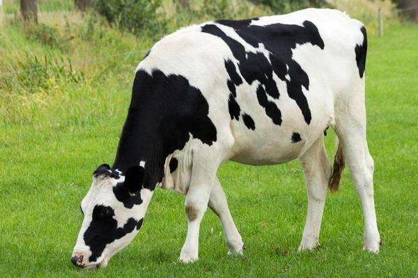 奶牛繁殖技术