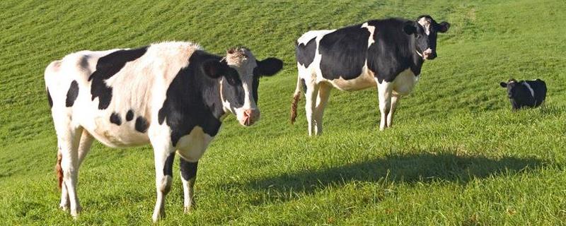 奶牛繁殖技术，初配年龄是1.5-2岁