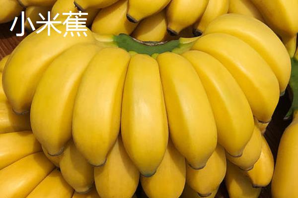 香蕉种类有哪些