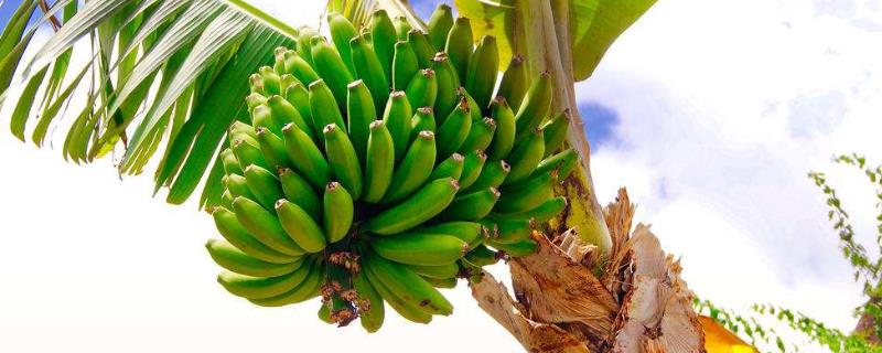 香蕉种类有哪些，不同种类的外形不同