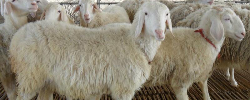 小尾寒羊适合在什么地方养，附小尾寒羊的饲养管理技术
