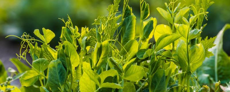 豌豆种植技术，及时追施氮肥可促进植株生长