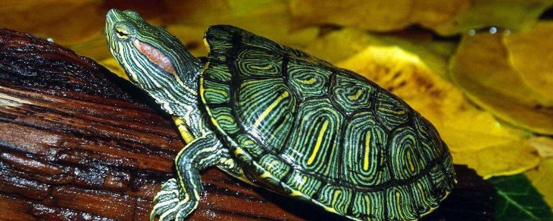 巴西龟寿命多长，如何计算年龄