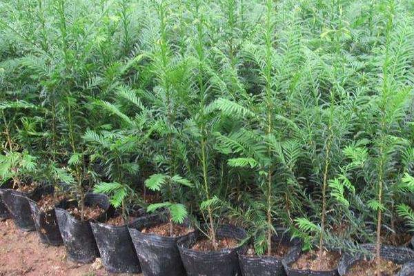 红豆杉种植方法和注意事项