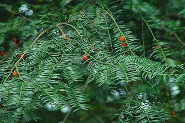 红豆杉种植方法和注意事项