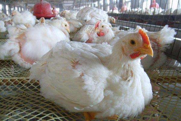 肉鸡产量低怎么办