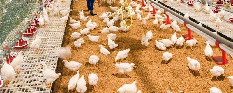 肉鸡产量低怎么办，改善环境、及时防治疾病