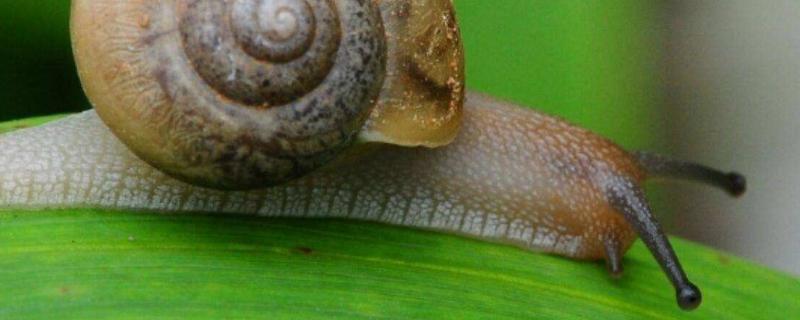 蜗牛蚯蚓混养技术，蜗牛和蚯蚓用不同的形式养殖