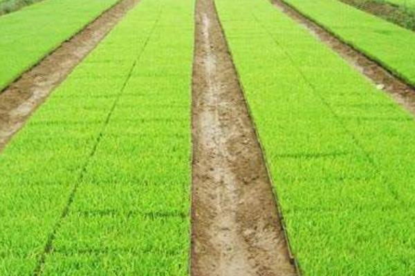 水稻育苗移栽技术