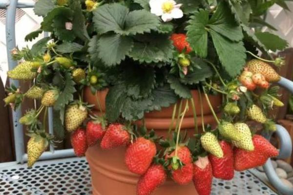 阳台草莓的种植方法和时间