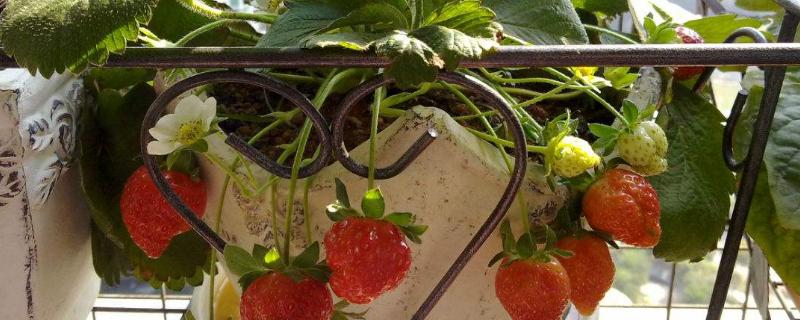 阳台草莓的种植方法，以及种植时间