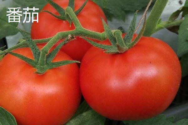 黑番茄和番茄的区别