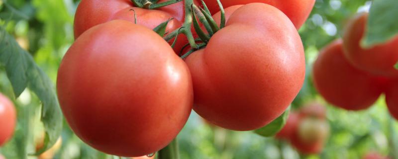 黑番茄和番茄的区别，颜色、抗寒能力、果皮厚度、营养价值等方面均不同