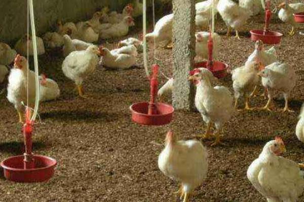 发酵床养鸡的优缺点