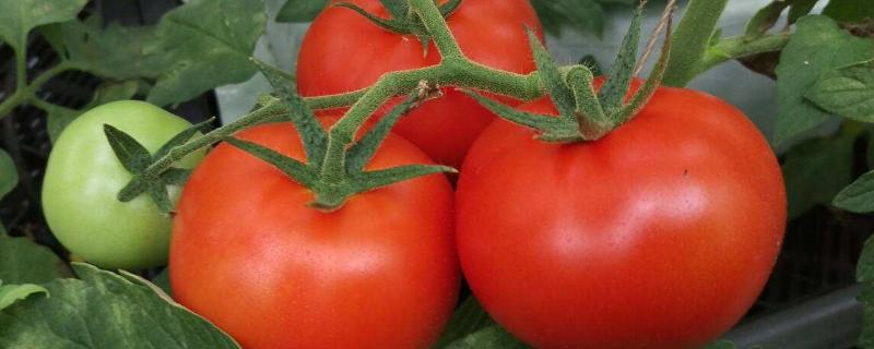 番茄种植技术，不同的生长阶段所需肥料不同