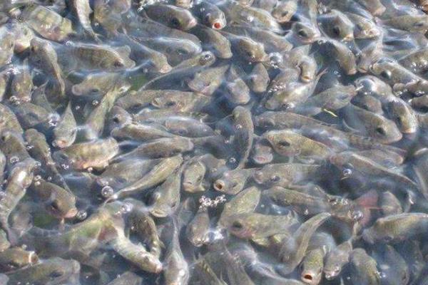 罗非鱼养殖模式有哪些