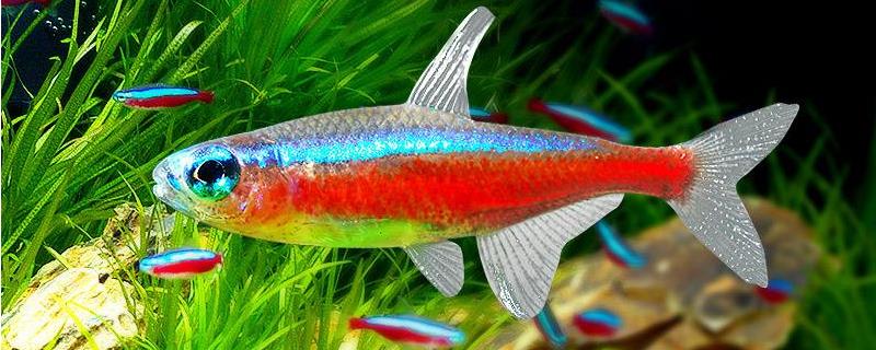 红绿灯鱼怎么繁殖，附红绿灯鱼的饲养环境和雌雄鉴别方法