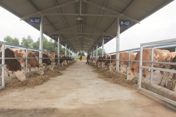 肉牛养殖场建设与设计方法