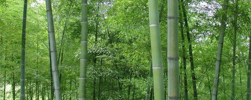 毛竹种植技术，一般在春季播种